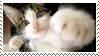 Stamp with a cat that looks like it's punching the camera.